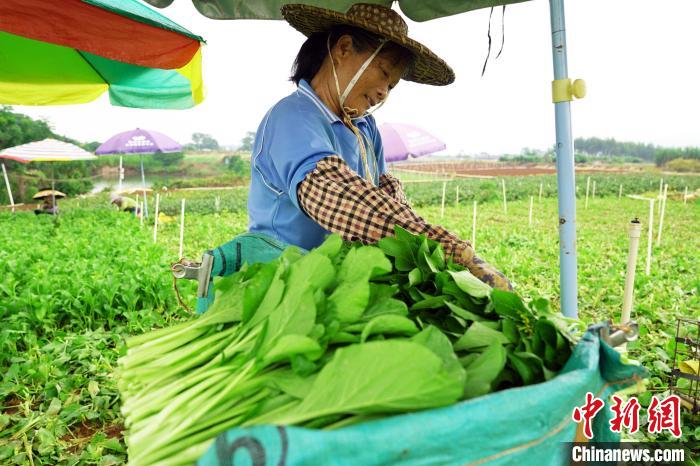 广西贵港：蔬菜抢鲜上市 “菜篮子”成增收“钱袋子”