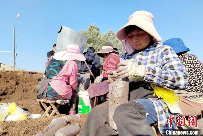 （乡村行·看振兴）江苏丰县：朵朵小菌菇撑起乡村“致富伞”