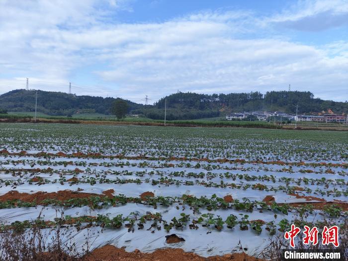 广西粮食生产呈现稳产增收好“丰”景