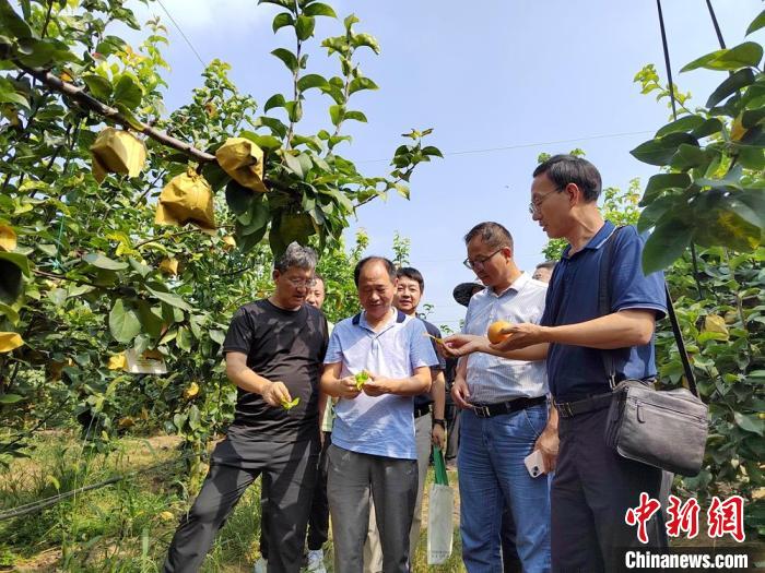 第四届全国梨产业发展学术交流会在江苏睢宁举行 39个“中华好梨”新鲜出炉