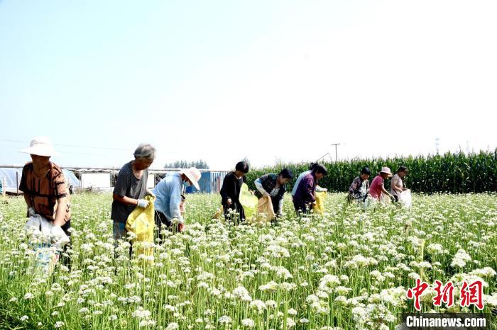 河北定州：“小韭菜”产业助力乡村振兴