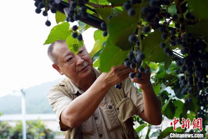 红土地上振兴路：刺葡萄酿出甜蜜新生活