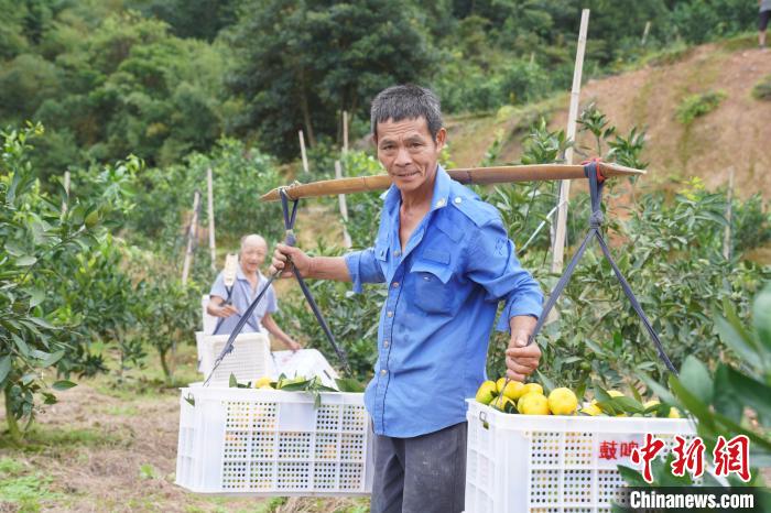 乡约福建：早到的甜蜜 漳州早蜜柑错峰上市