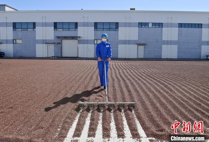 小铁锤砸出大市场 吉林松子热销海外