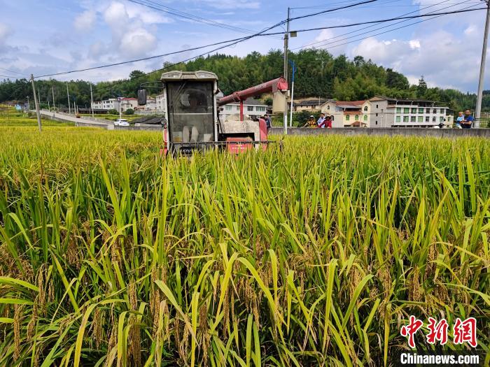 遇见福建：尤溪中稻百亩示范片迎丰收