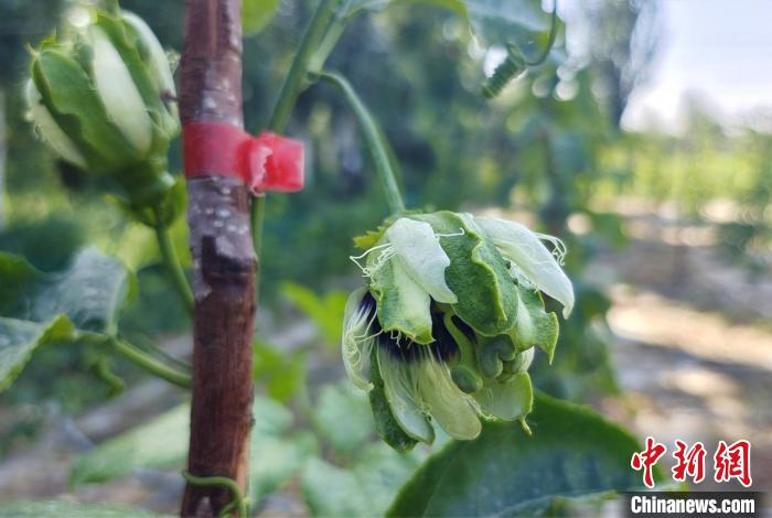 探访新疆南部百香果露天种植园：品相好味道浓 市场潜力大