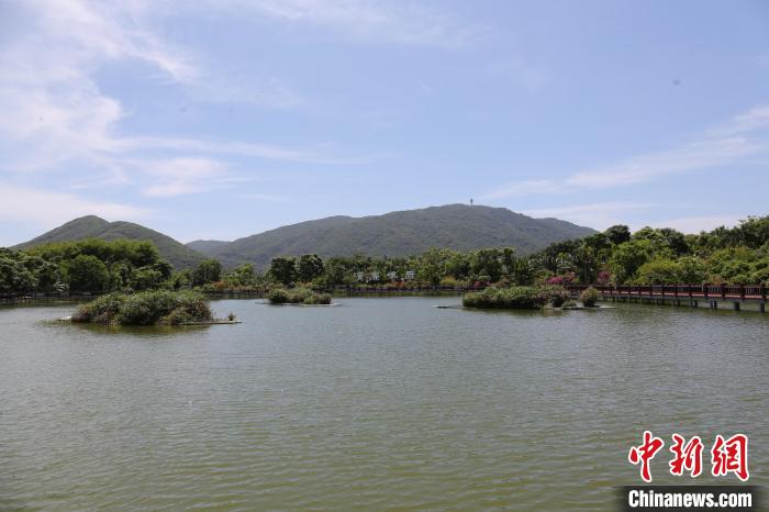 （走进中国乡村）海南博后村：传统黎村蝶变网红“民宿村”  旅游兴旺展现新气象