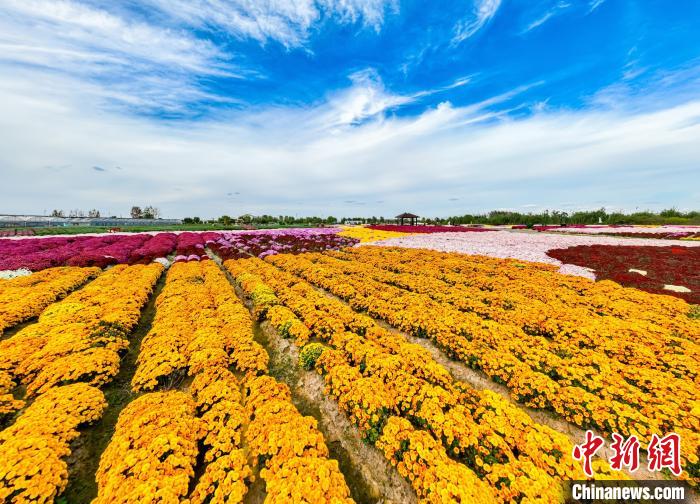 江苏射阳做强“菊花经济” 近4万亩菊海花田“流金淌银”