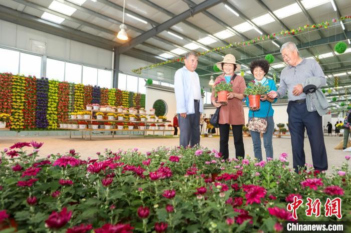 江苏射阳做强“菊花经济” 近4万亩菊海花田“流金淌银”