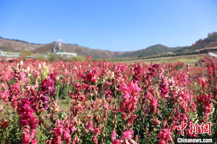 从无人问津到美丽休闲乡村 青海大通高原农村蝶变记