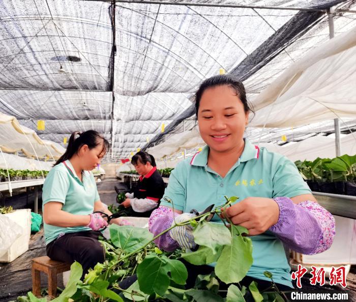 广西靖西：百香果基地育苗忙 多举措保多方共赢