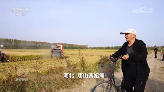 焦点访谈：盐碱地里稻谷香