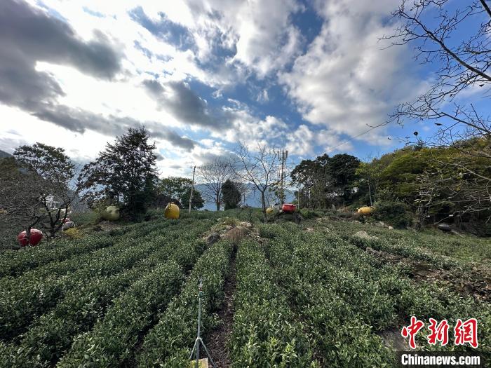 甘肃文县茶农半生“与茶为伍”：谋生工具更是修身养性佳品