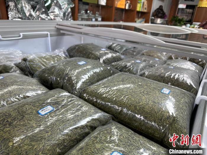 甘肃文县茶农半生“与茶为伍”：谋生工具更是修身养性佳品