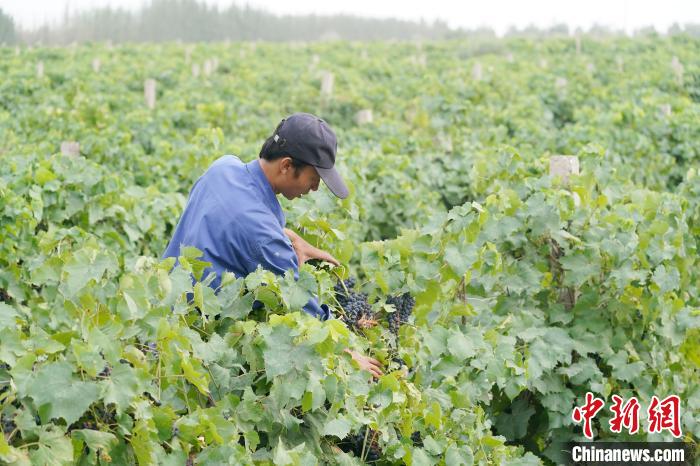 甘陕携手开拓戈壁葡萄产业“新蓝海”