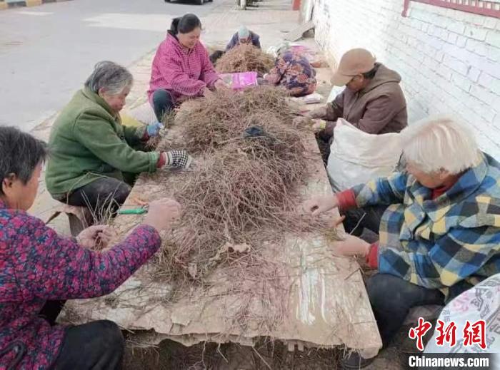 （乡村行·看振兴）山西新绛：“药材经纪人”搭桥 助农户发“药财”