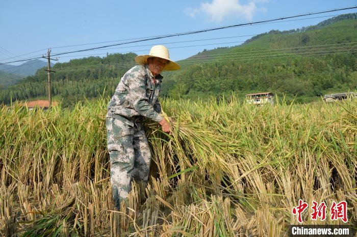 （乡村行·看振兴）福建尤溪：一种两收 再生有“稻”