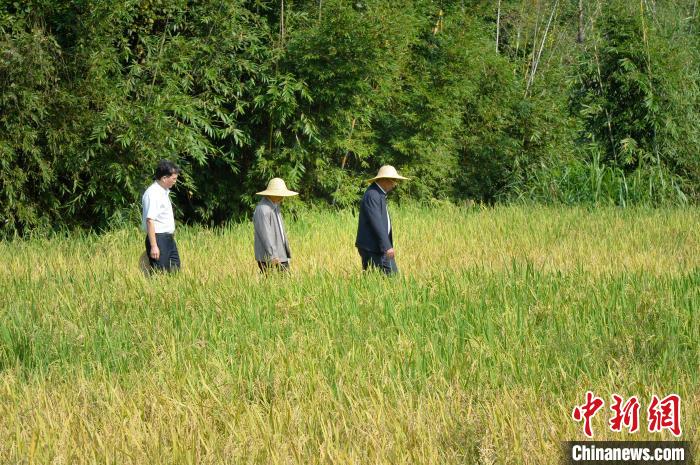 （乡村行·看振兴）福建尤溪：一种两收 再生有“稻”