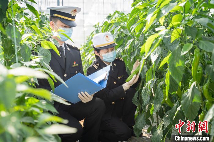 南宁海关与深圳海关签署合作备忘录 助力广西贺州蔬菜直通香港