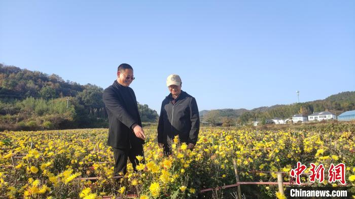 （乡村行·看振兴）江西德安：新乡贤致富不忘桑梓 渊明皇菊种出致富路