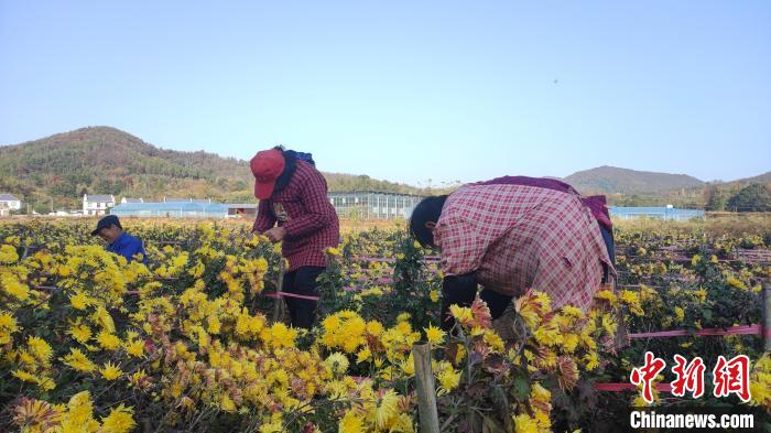 （乡村行·看振兴）江西德安：新乡贤致富不忘桑梓 渊明皇菊种出致富路