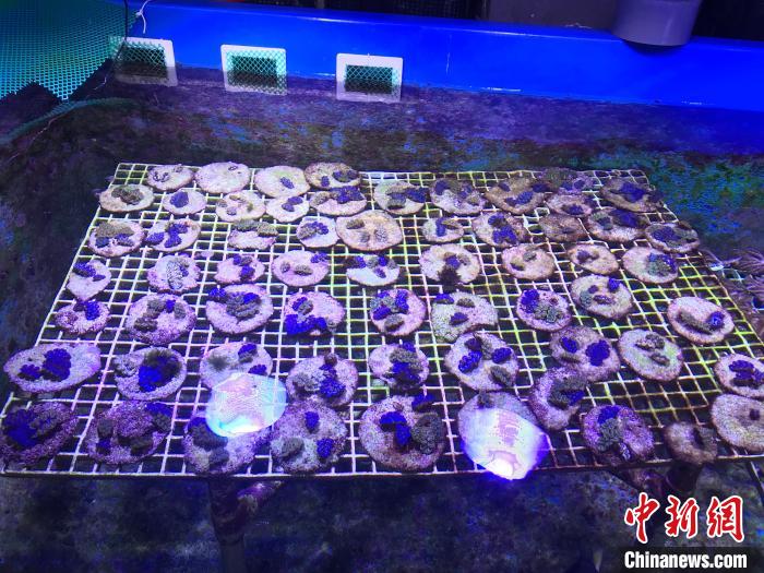 广东海洋生物产业逐梦深蓝 释放发展新动能