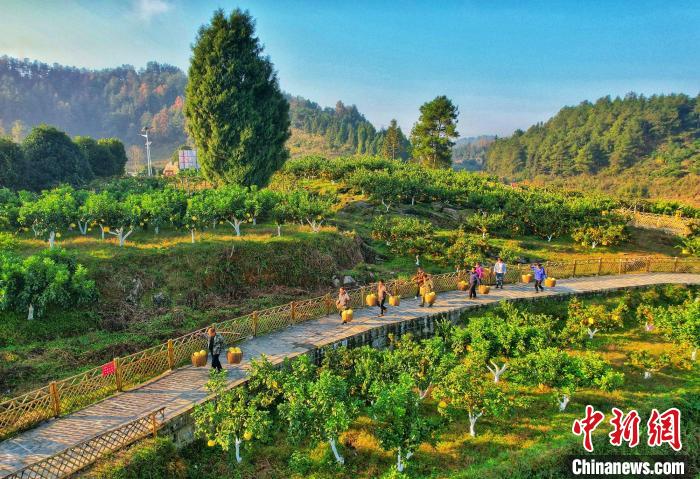 （乡村行·看振兴）湖南凤凰菖蒲塘村：“金剪刀”嫁接幸福生活 乡风文明助力共同致富