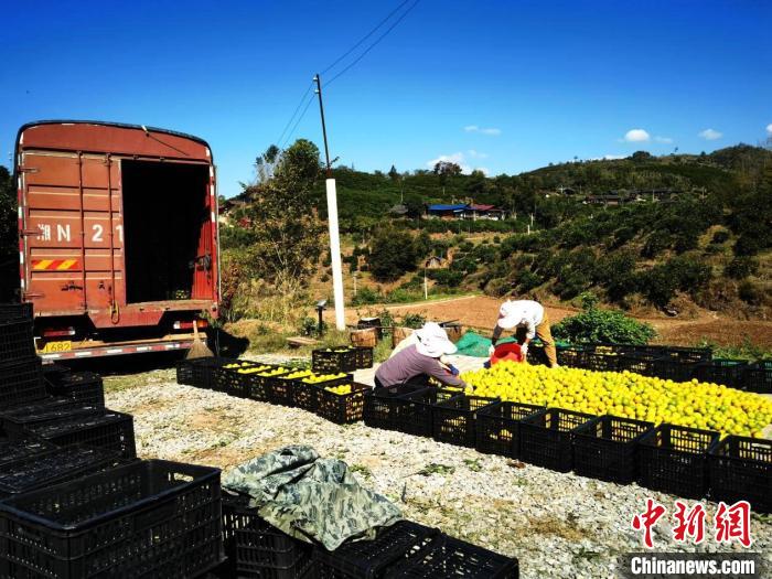 （乡村行·看振兴）湖南芷江“柑橘之乡”深耕产业传承 富了村民美了乡村