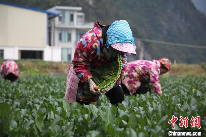 广西凌云打造供深“菜篮子” 村民“家门口”把钱赚