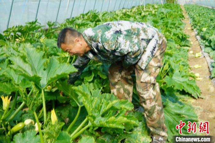 （乡村行·看振兴）太行山中特色产业促振兴 蔬菜大棚让山村从“苦寒”变“温暖”